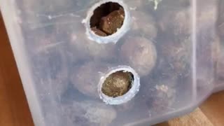 Mason Bee Day 4 Part 1