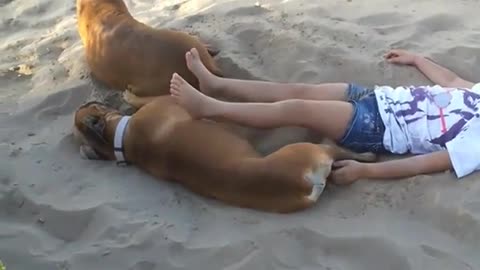 Little girl disturbs relaxing dog on the beach