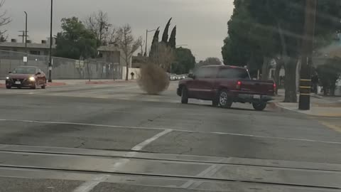 Giant Tumbleweed Stops Traffic