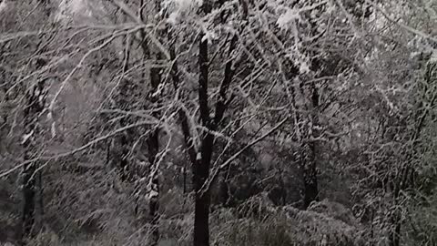 Snow in Texas creates white wonderland