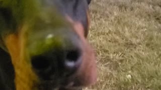 Vadik Doberman 1