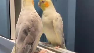The cockatiel bird stands on the mirror and sings with a beautiful and attractive voice
