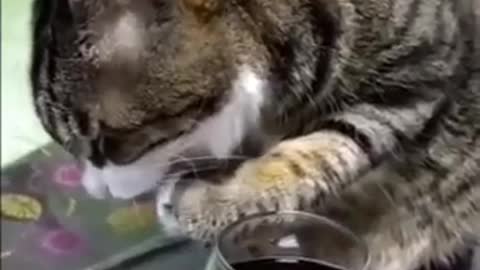 Cat drinks wine.