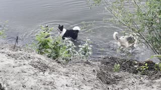 Funny dogs on river. They get off and come back