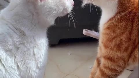 Cat fighting funny video 💪🐈🐈