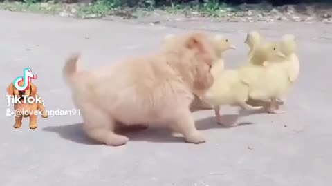 Cute little dog adorable duck moment fun
