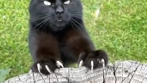 Terror Cat Attack video Compilation