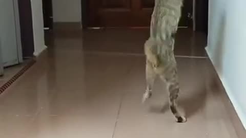 So nice funny moment of cat