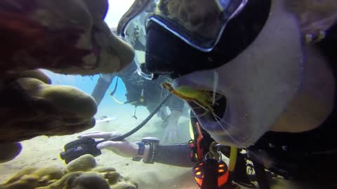 Cleaner shrimp cleaning diver's mouth. | Interesting Facts #Shorts #topchannel