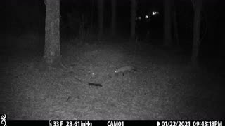 Fox checking things out 1-22-21