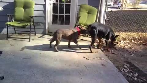 Pitbull vs Doberman