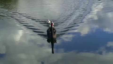 A Baby Black Swan Chick Hitches A Ride On Its Mother back