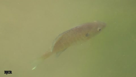 Creek fish spitting at each other