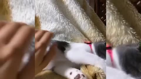 ferocious kittens