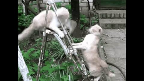 Funny Cats Clips funny cats