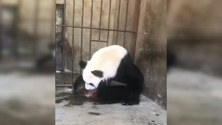 Un nuevo ejemplar de panda gigante nace en China