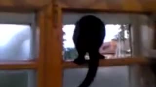 Cat Barked Like A Dog Until Owner Walked Up Behind It!