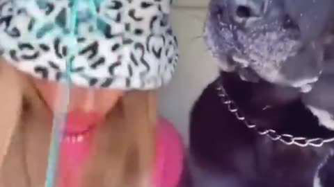 Funny video dogs and cats