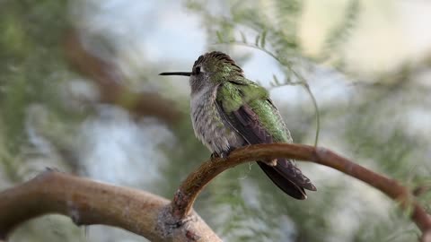 Costa's Hummingbird