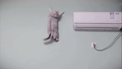 Spider Cat_Awesome
