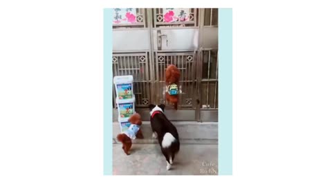 funny puppy fun | Cute Buddy