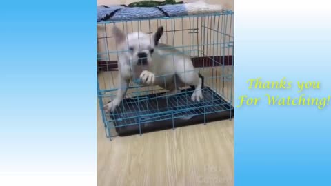 Cute & Funny Pet Videos Compilation