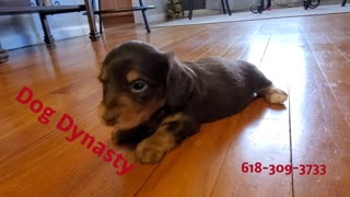 Female Miniature Dachshund Puppy2