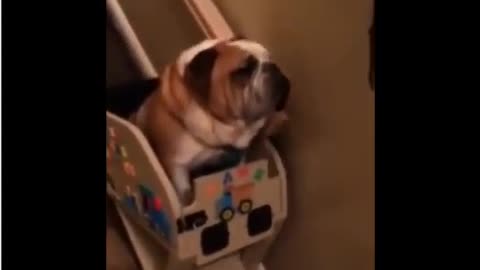 the Bulldog and His Custom Stair Lift