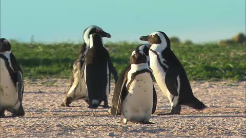 PENGUINS * | Animals For Kids | All Things Animal TV