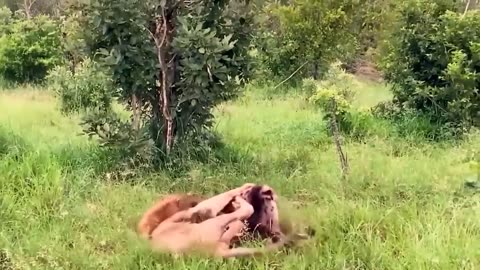Stupid! This Is How Hyenas Destroyed His Life in Lion Territory - Lion vs. Elephant