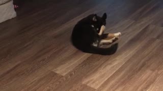 Black dog chasing tail in circles continuously