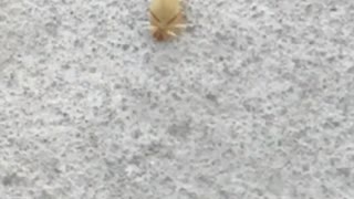 Red yellow tan bug crawling on floor