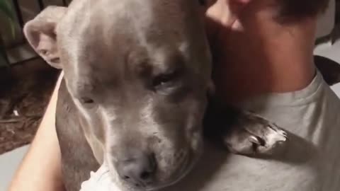 Overly Affectionate Pup Enjoys Long Hugs In Owner’s Hands