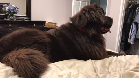 Could you sleep with a dog this big?