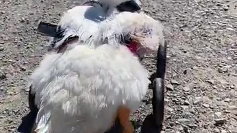 Special needs duck gets a new chance at life