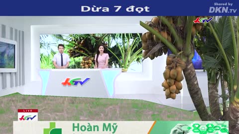 Dừa 7 đọt cho trái ngọt, khách mua ra giá 100 triệu nhưng chủ nhân vẫn không bán