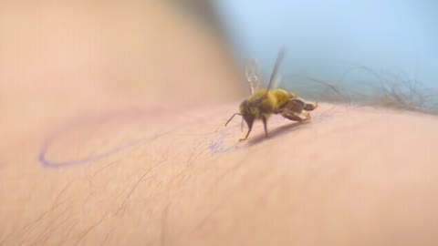 taking bee sting in super slow motion