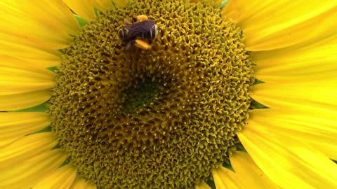 12 Minutes In The Life Of A Kansas Sunflower