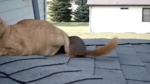 stroking the cat and squirrel