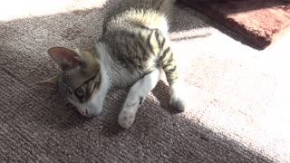 Sweet Little Cat Is Lying in the Sun