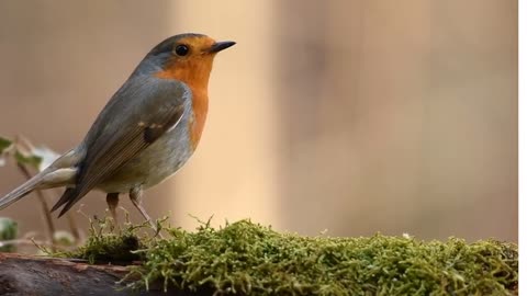 This bird picks up its food