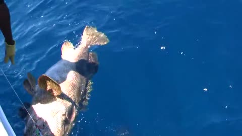 Big GIANT GROUPER Fishery Jigging WITH SALTIGAA
