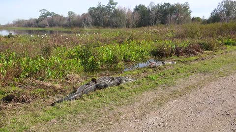 Two American Alligators resting
