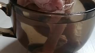 Sphinx Kitten Bathes in a Cup