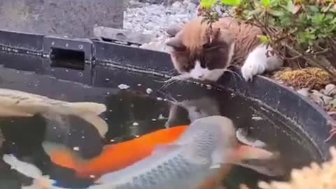 Kissy kissy Cat and Fish