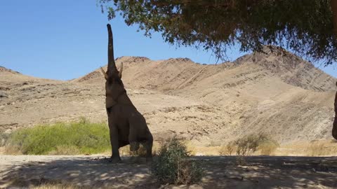 Elephant trying to reach food from a tree at Hoanib riverbed in Nambia