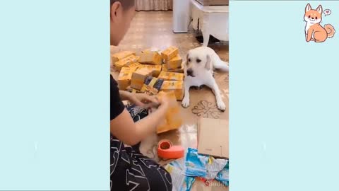 You_will_laugh_at_all_the_DOGS_--_Funny_DOG_Videos