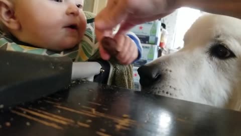 Funny Sneaky Babies with Funny Moments