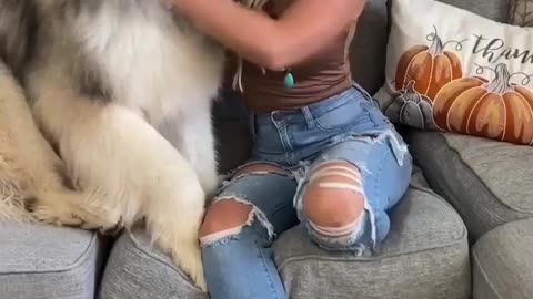 Huge dog like Husky