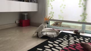Cockatoo Takes a Ride on a Roomba